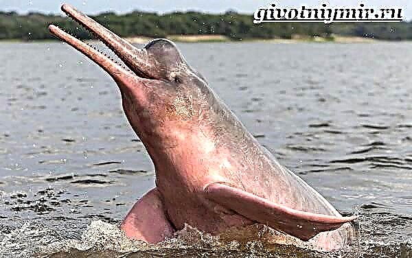 Голын дельфин. Голын далайн гахайнуудын амьдралын хэв маяг, амьдрах орчин
