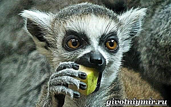 Lemur buntut cincin. Gaya urip lan habitat lemur buntut dering