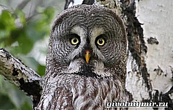 Kuwago kuwago. Tawny Owl bird lifestyle at tirahan