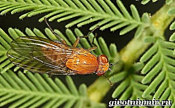 Drosophila fly. Životni stil i stanište mušica drozofila