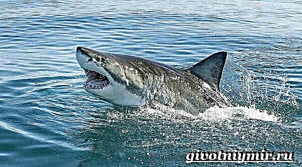 Tiburón branco. Gran estilo de vida e hábitat de quenlla branca