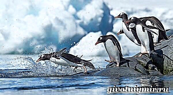 Pingüín rei. Estilo de vida e hábitat do pingüín real