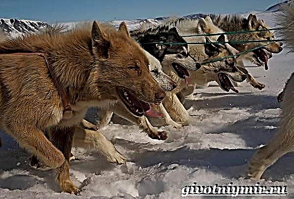 Anjing inuit. Katerangan, fitur, perawatan sareng harga Inuit