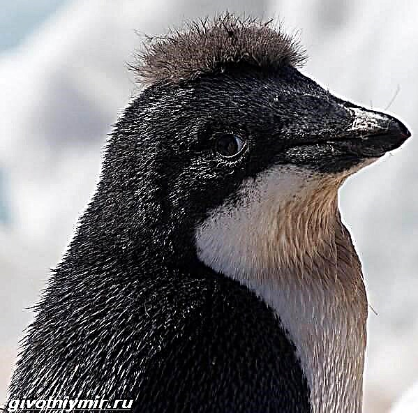 Adele Penguin. Ffordd o fyw a chynefin pengwin Adelie