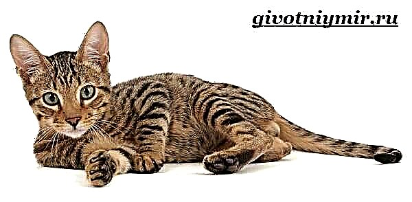 Серенгети муур. Серенгети муурын тодорхойлолт, онцлог шинж чанар, арчилгаа, үнэ
