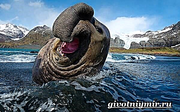 Sea Elephant. Lifestyle at tirahan ng elepante selyo