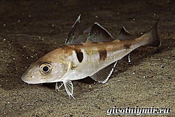 Թութակ ձուկ: Հադոքի ձկների կենսակերպը և բնակավայրը