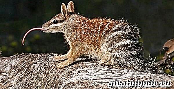 နမ်ဘတ်သည်တိရစ္ဆာန်ဖြစ်သည်။ Nambat လူနေမှုပုံစံစတဲ့နှင့်နေရင်းဒေသများ