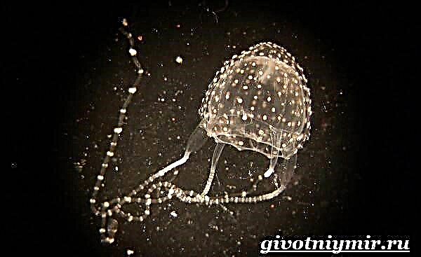 Ируканджи медузасы. Ируканджи медузаларының өмір салты және тіршілік ету ортасы