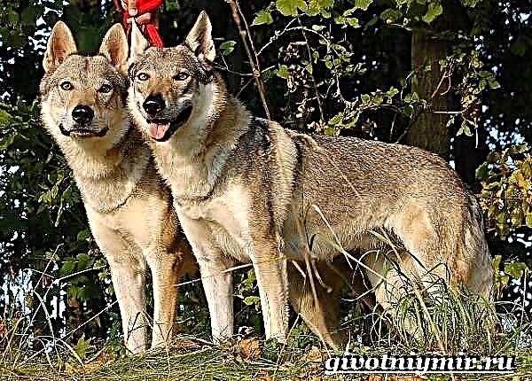 Wolfhund Hond. Beschreiwung, Features, Fleeg a Präis vun der Rass Wolfhund