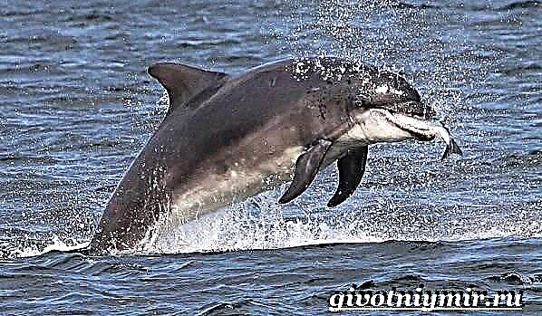 Bottlenose Delphin. Bottlenose Delphin Lifestyle a Liewensraum