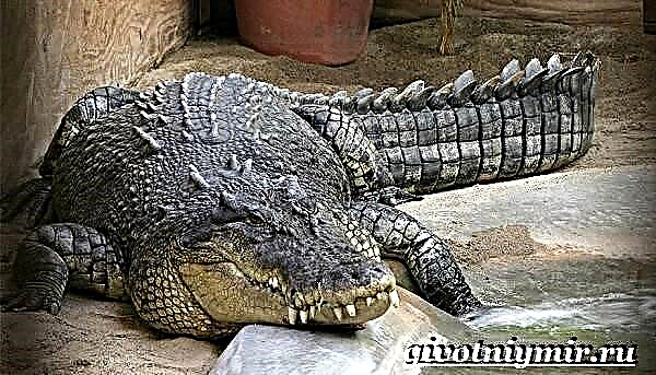 Češljani krokodil. Morski život krokodila način života i stanište