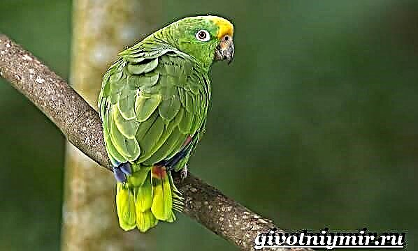 Parrot Amazon. ວິຖີຊີວິດແລະທີ່ຢູ່ອາໄສຂອງ parrot Amazon