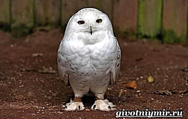 White Owl. Puti nga bahaw nga estilo sa kinabuhi ug puy-anan