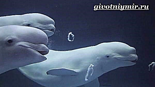 Beluga Dolphin. Beluga balèn fòm ak abita