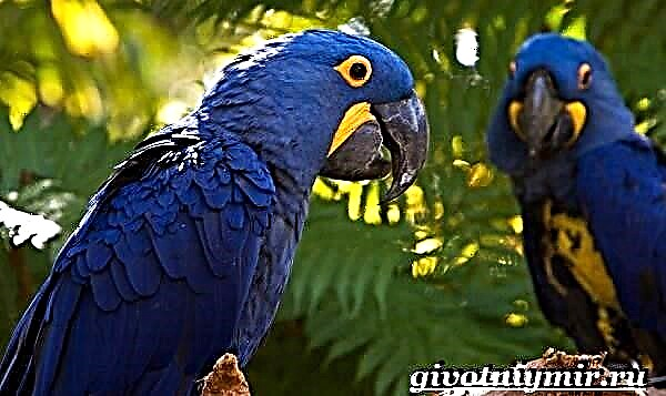 Parrot hyacinth macaw. Hyacinth macaw lifestyle ug puy-anan