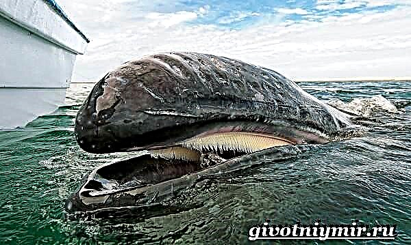 Bowha whale. Headzọ obibi ihu whale na ebe obibi