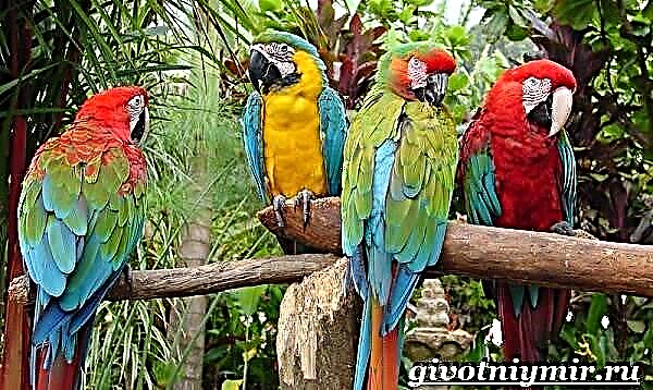 Parrot Ara. ວິຖີຊີວິດແລະການຢູ່ອາໃສຂອງ parrot Macaw
