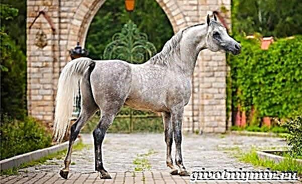 არაბული ცხენი. არაბული ცხენის ისტორია, აღწერა, მოვლა და ფასი