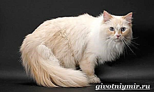 Ragamuffin կատու: Ռագամուֆինի ցեղի նկարագրությունը, առանձնահատկությունները, խնամքը և գինը
