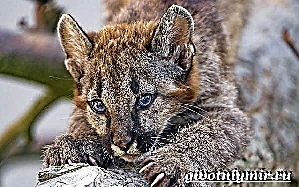 Puma je životinja. Cougar način života i stanište