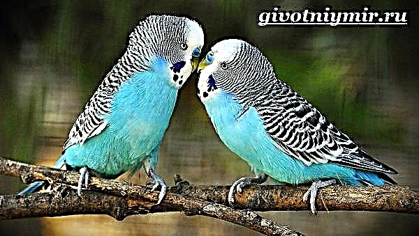 Papagall blu. Stili i jetesës dhe habitati blu i papagallit