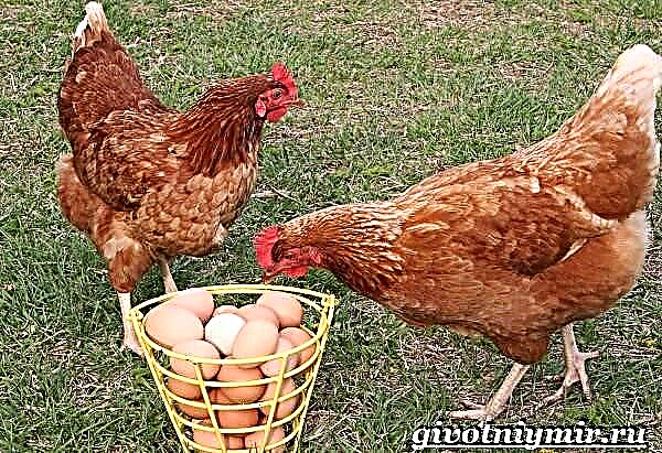 A rodonita é unha raza de galiñas. Descrición, tipos, coidado e prezo da raza rodonita