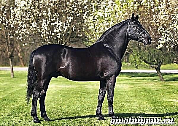 اسب سیاه. شرح ، انواع ، مراقبت و قیمت یک اسب سیاه