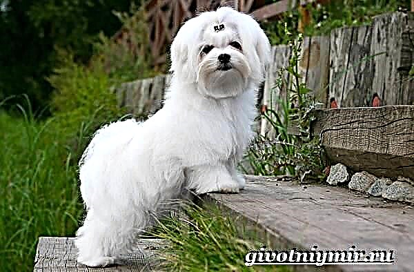 Maltese dog breed. Paglaraw, dagway, pag-atiman ug presyo alang sa maltese