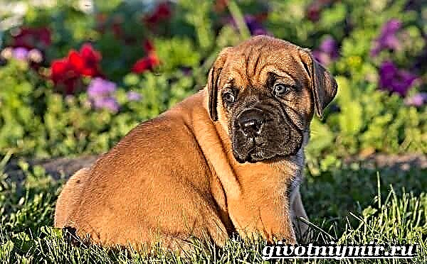 Boerboel é unha raza canina. Descrición, características, coidado e prezo do Boerboel