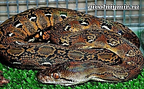 Python serpens. Habitat pythonem et lifestyle
