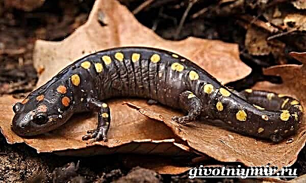 Salamander je životinja. Način života i stanište salamandera