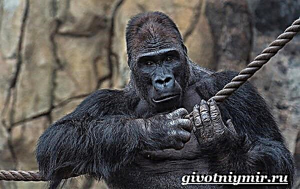 Majmun Gorilla. Stili i jetesës dhe habitati i gorillave