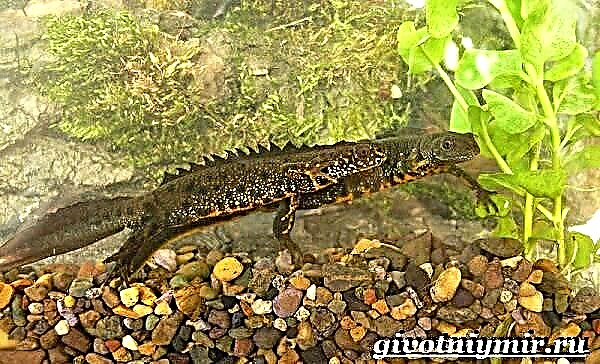 Crested Molchen. Crested Newt Lifestyle a Liewensraum