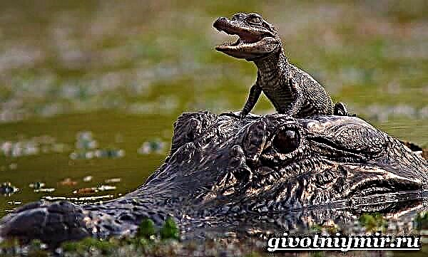 Alligator animalia da. Alligator bizimodua eta habitata
