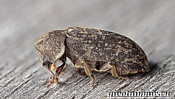 Escaravello de miñoca. Estilo de vida e hábitat do escaravello da lombriz