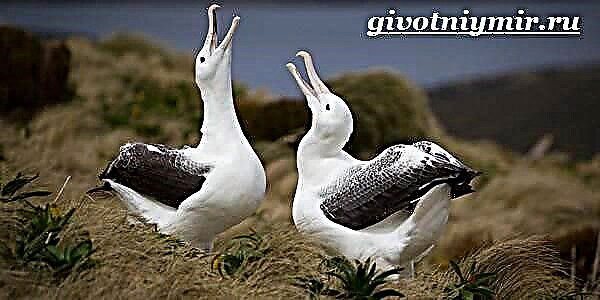 Éan Albatross. Stíl mhaireachtála agus gnáthóg Albatross