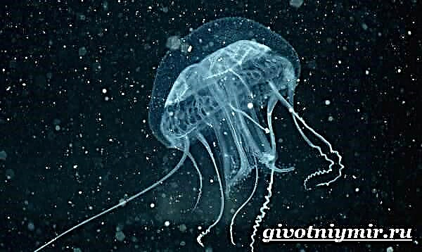 Omi wasp jellyfish. Igbesi aye ati ibugbe ti eja okun