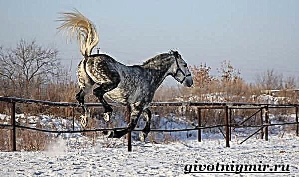 Orjolski konj. Opis, karakteristike, njega i cijena konja Orlov
