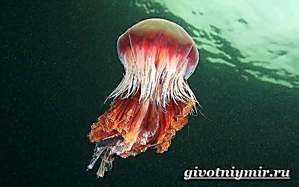 Zyanea medusak. Cyanea bizimodua eta habitata