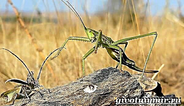 Dybka steppe grasshopper. Pamumuhay at tirahan ng steppe paw