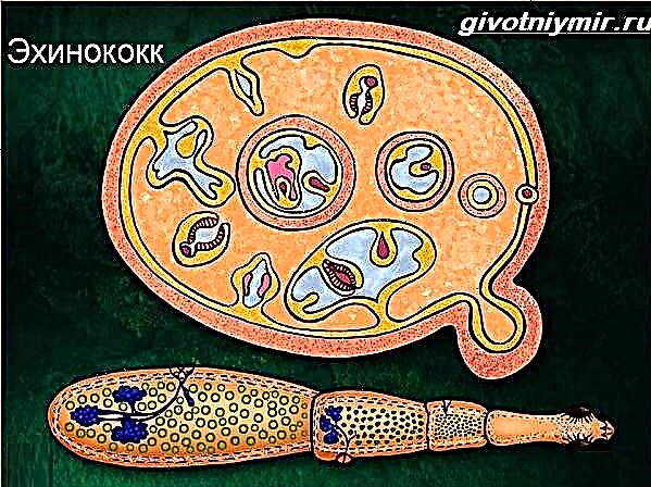 Ehinokokni crv. Način života i stanište ehinokoka