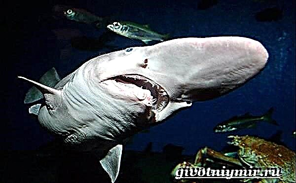 Гоблин акуласы. Брауни акуласынын жашоо образы жана жашоо чөйрөсү