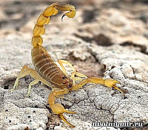 Скорпион - бұл жануар. Скорпионның өмір салты және тіршілік ету ортасы