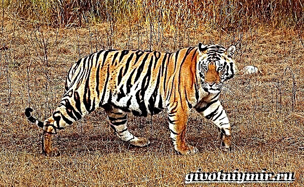 Bengaleschen Tiger. Bengaleschen Tiger Lifestyle a Liewensraum