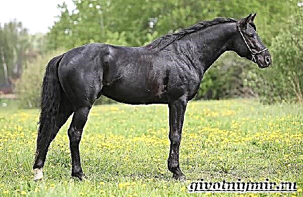 Cabalo Trakehner. Descrición, características, coidado e prezo do cabalo Trakehner
