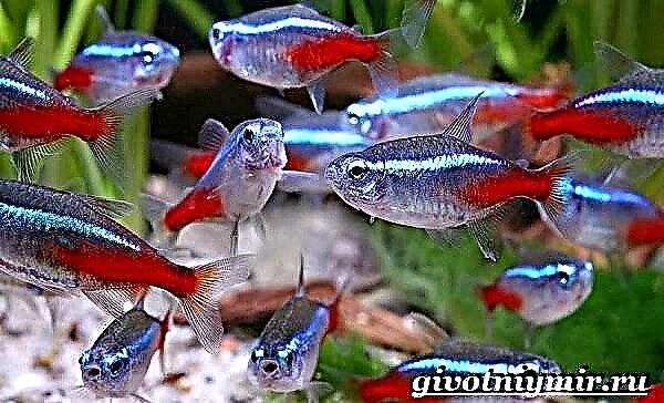 Peshk neoni. Përshkrimi, tiparet, kujdesi dhe përmbajtja e neoneve