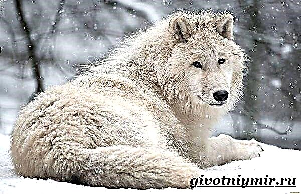 Алтан гадас чоно. Цагаан чонын амьдралын хэв маяг, амьдрах орчин