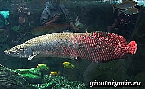 Peshk Arapaima. Stili i jetesës dhe habitati i peshkut Arapaima