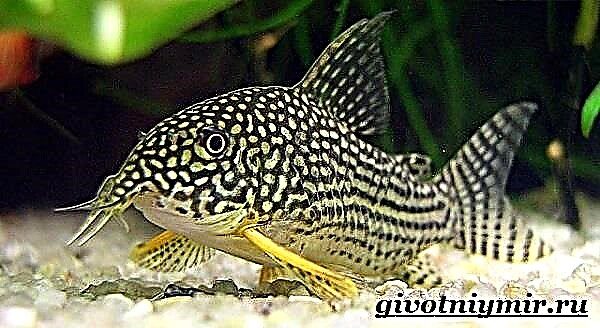 Speckled catfish. Paglaraw, pag-atiman ug pagmentinar sa may bulok nga hito
